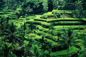 Bali-Landscape