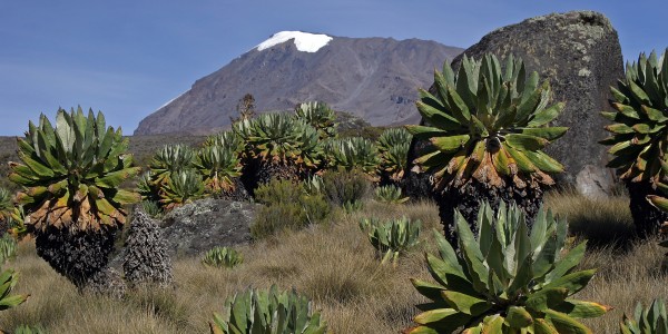 kilimandżaro