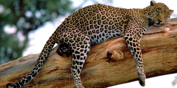 Long-Week,-Leopard,-Tanzania
