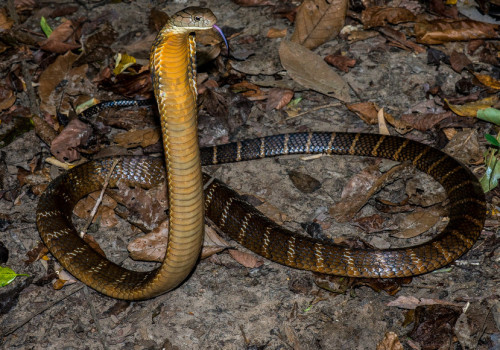 Kobra królewska  (Ophiophagus hannah)